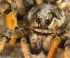 Ένα tarantula, μια μεγάλη αράχνη με τα μακριά πόδια γεμάτη τρίχες